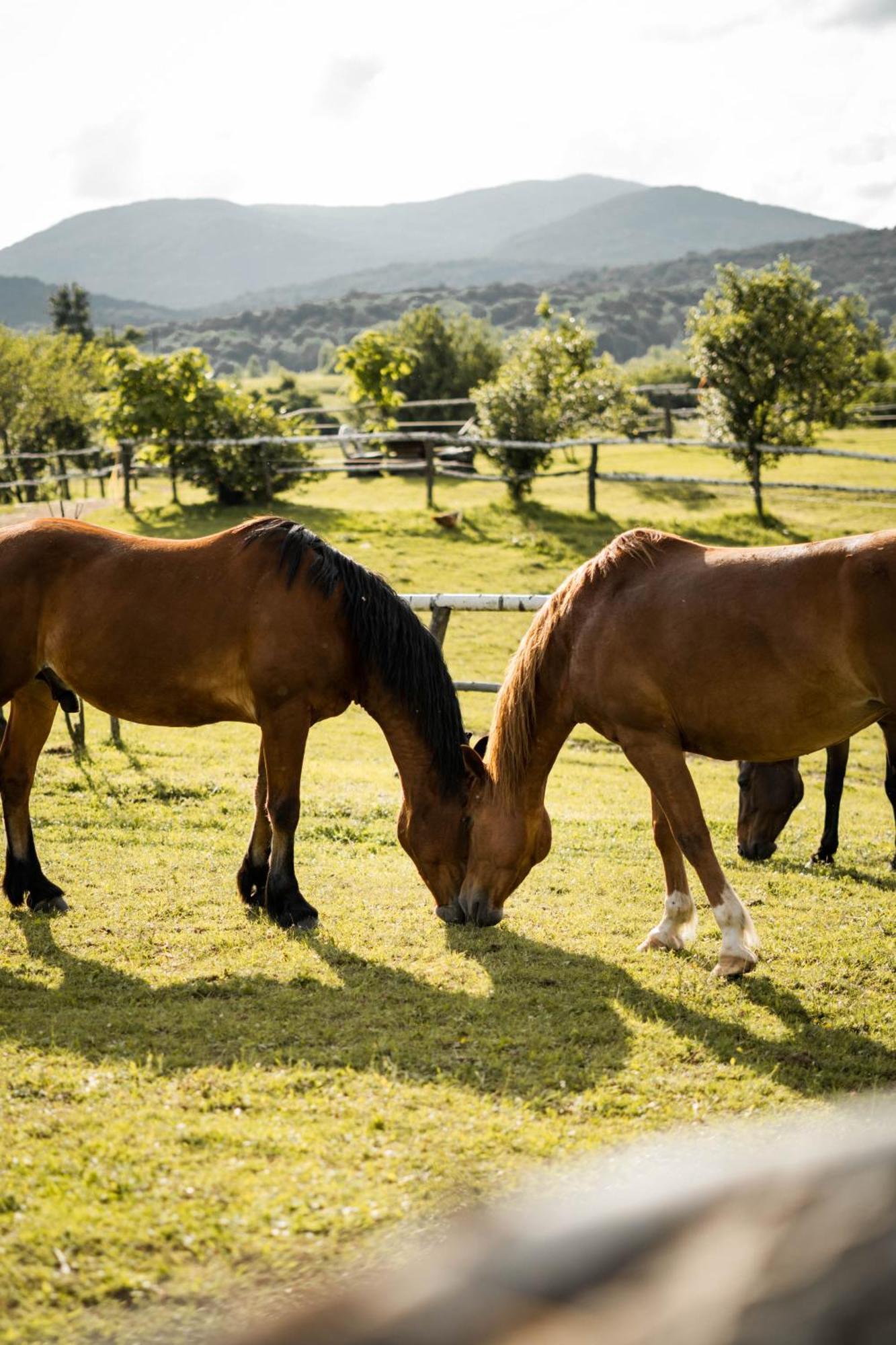 Ranch Terra Hotel Irinovac Bagian luar foto